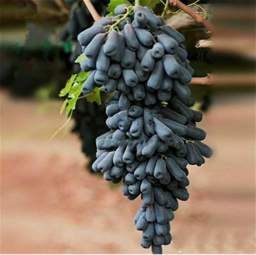 Purple Finger Grape fruit seeds for planting - Heirloom & Non-GMO garden seeds, sweet compact fruiting vines