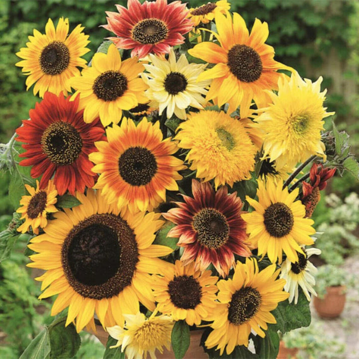 Mixed SunFlower Seeds for Planting – Compact Growth Heirloom Non-GMO, High Germination Organic Garden Seeds