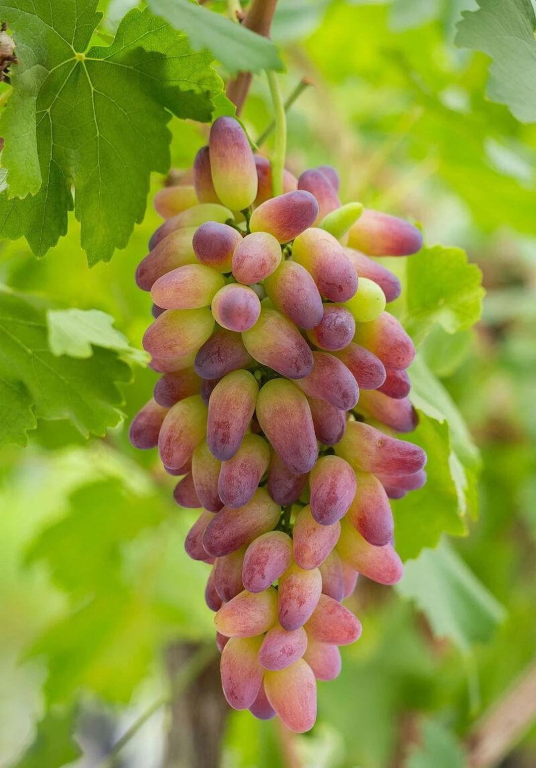 Manicure Finger Grape Fruit Seeds – Heirloom, Non-GMO Seeds for Small Compact Garden Planting