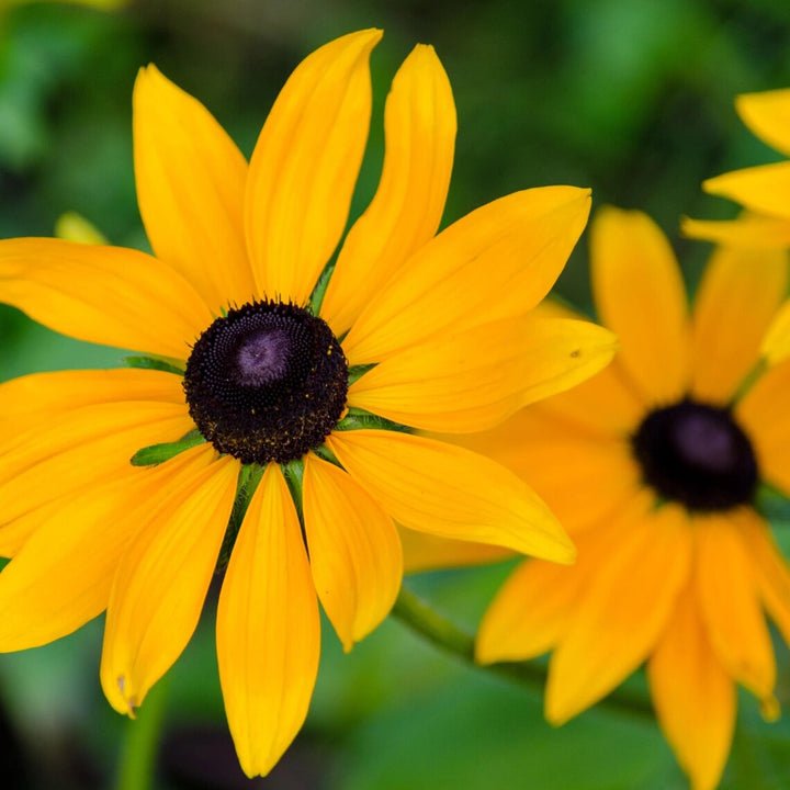Heirloom Black Eyed Susan Flower seeds for Planting - Fragrant Blossoms, Heirloom & GMO Free Seeds for Home Garden