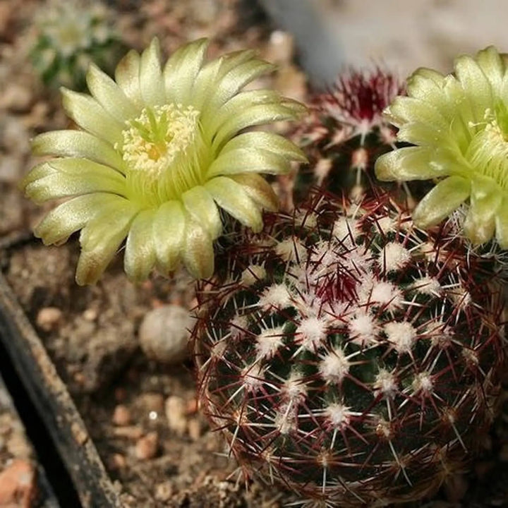 Green Echinocereus Flower Seeds for Planting – Heirloom & Non-GMO Garden Seeds
