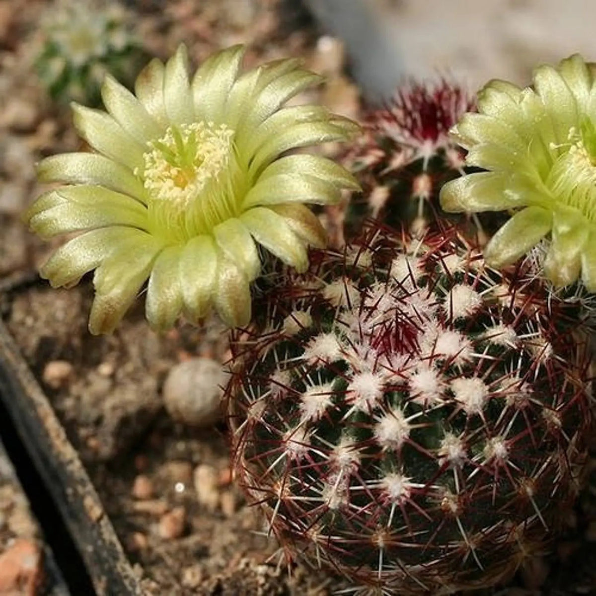 Green Echinocereus Flower Seeds for Planting – Heirloom & Non-GMO Garden Seeds
