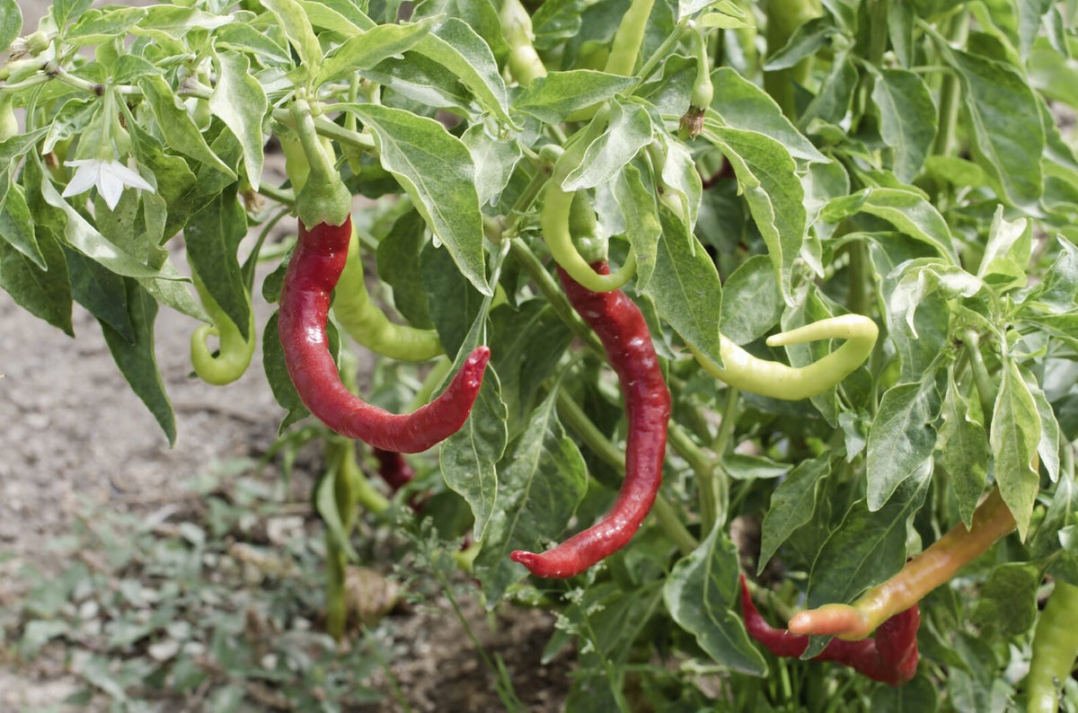 Sweet Hungarian Paprika Seeds for Planting – Heirloom Non-GMO High Germination Organic Garden Seeds, Flavorful Spice Peppers