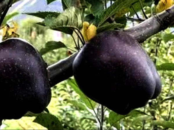 Black Apple Fruit Seeds – Heirloom, Non-GMO Seeds for Rare Homegrown Orchard Planting