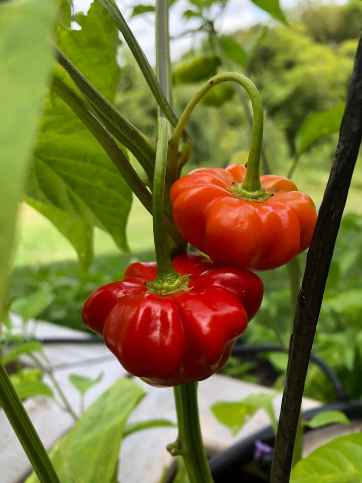 Aji Brazilian Starfish Pepper Seeds for Planting – Heirloom, Non-GMO, Unique Shaped Peppers – High Germination