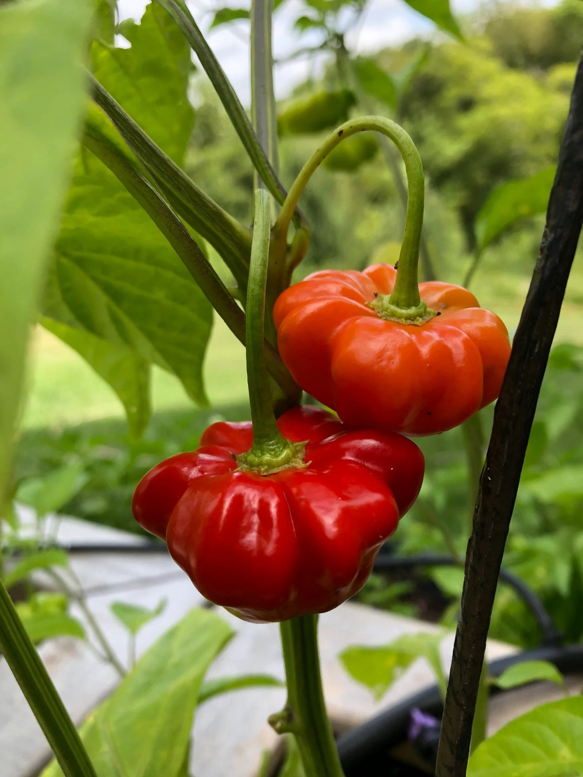 Aji Brazilian Starfish Pepper Seeds for Planting – Heirloom, Non-GMO, Unique Shaped Peppers – High Germination