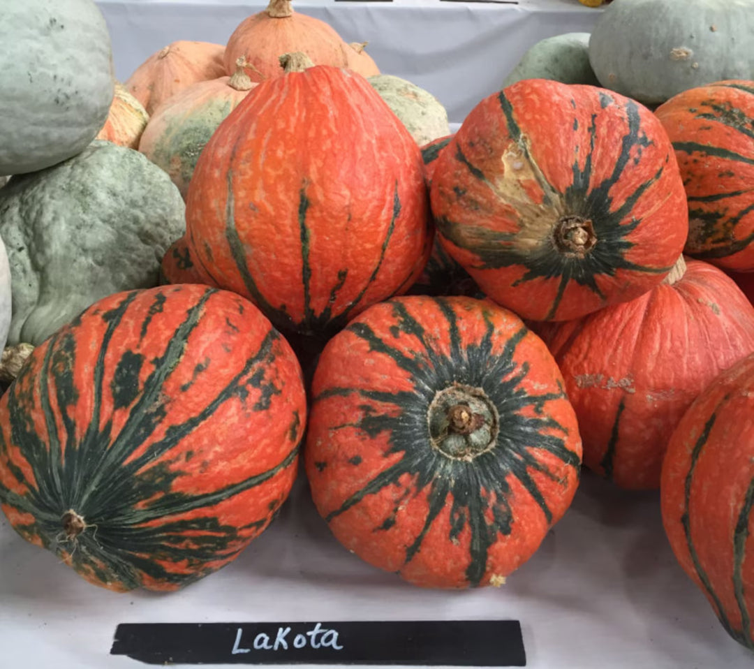 Lakota Squash Seeds for Planting – Heirloom, Non-GMO, Colorful Nutty Winter Squash – High Germination