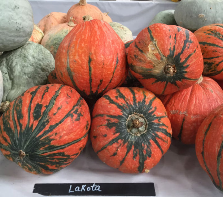 Lakota Squash Seeds for Planting – Heirloom, Non-GMO, Colorful Nutty Winter Squash – High Germination