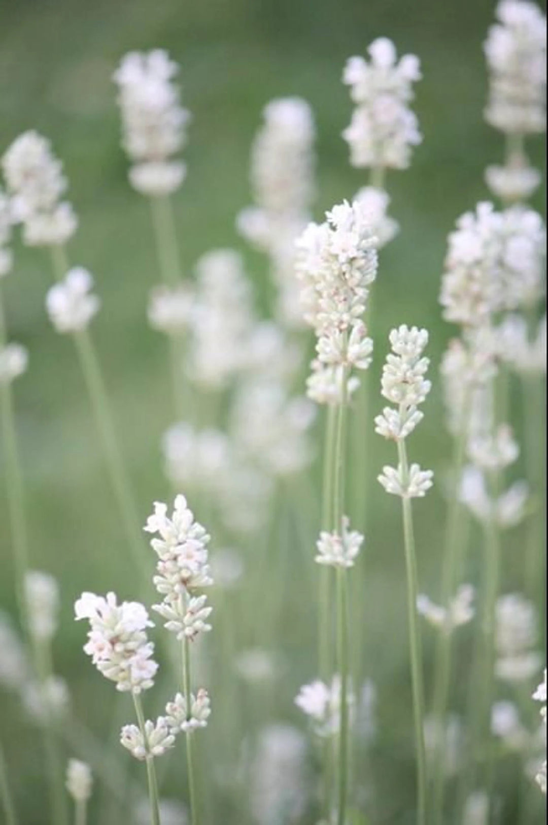 White Lavender Flower Seeds for Garden – Heirloom, Non-GMO, Hardy Variety, High Germination Seeds for Planting