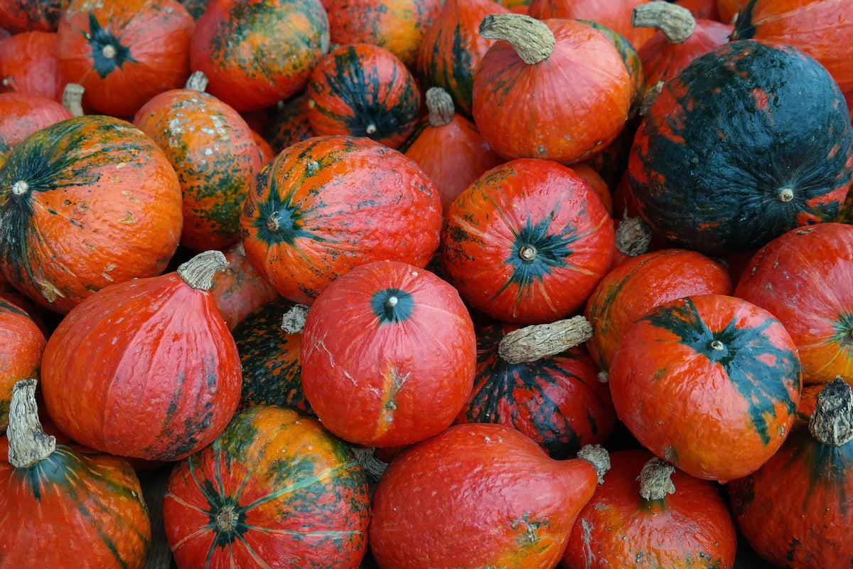 Lakota Squash Seeds for Planting – Heirloom, Non-GMO, Colorful Nutty Winter Squash – High Germination