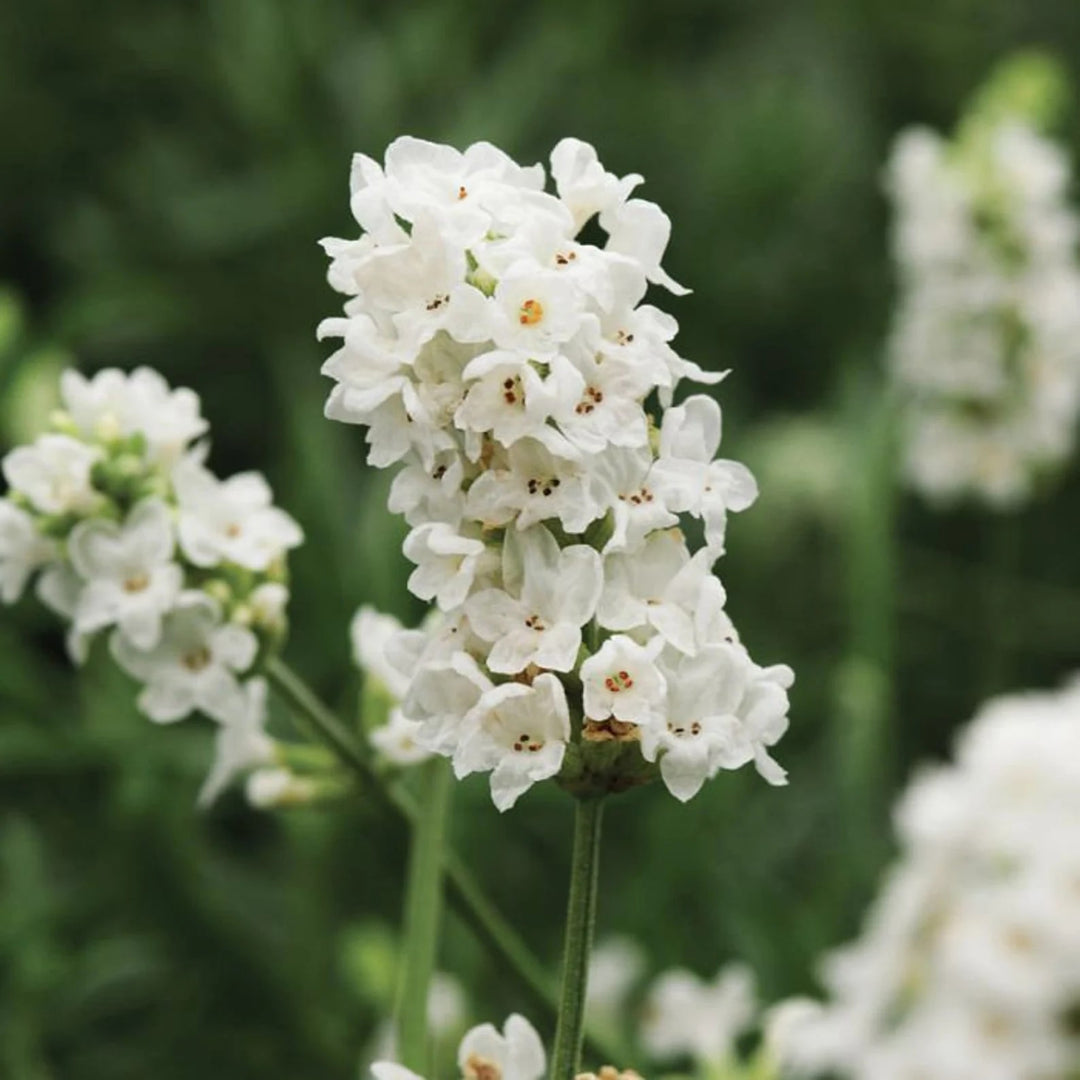 White Lavender Flower Seeds for Garden – Heirloom, Non-GMO, Hardy Variety, High Germination Seeds for Planting