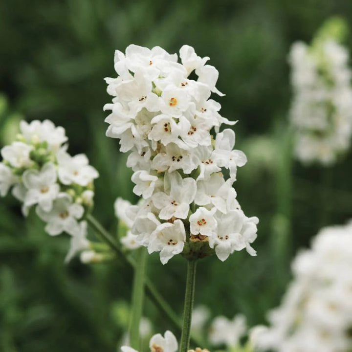 White Lavender Flower Seeds for Garden – Heirloom, Non-GMO, Hardy Variety, High Germination Seeds for Planting