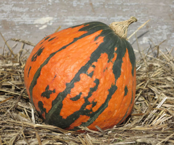 Lakota Squash Seeds for Planting – Heirloom, Non-GMO, Colorful Nutty Winter Squash – High Germination