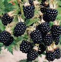 Blackberry Arapaho Seeds – Thornless, Heirloom, Non-GMO, High-Yield for Garden Planting
