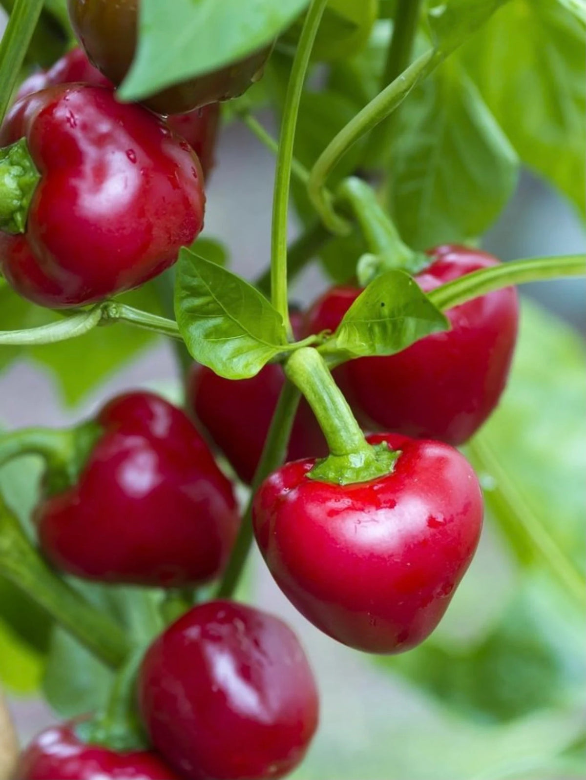 Red Cherry Sweet Pepper Seeds for Planting – Heirloom, Non-GMO, Mild Pepper Garden Seeds – High Germination