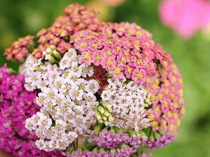 Mix Yarrow Flower Seeds for Planting – Heirloom, Non-GMO, High Germination Organic Garden Seeds