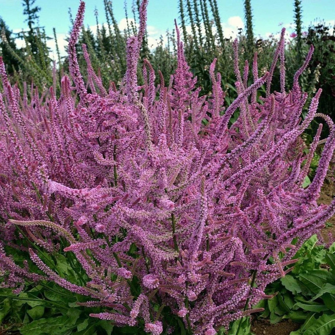 Limonium Suworowii Flower Seeds for Planting – Heirloom, Non-GMO, High Germination Garden Favorite