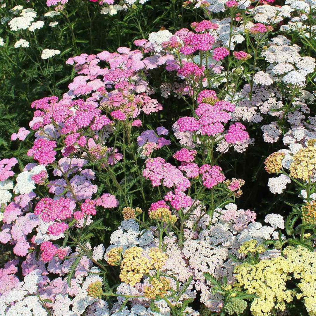 Mix Yarrow Flower Seeds for Planting – Heirloom, Non-GMO, High Germination Organic Garden Seeds