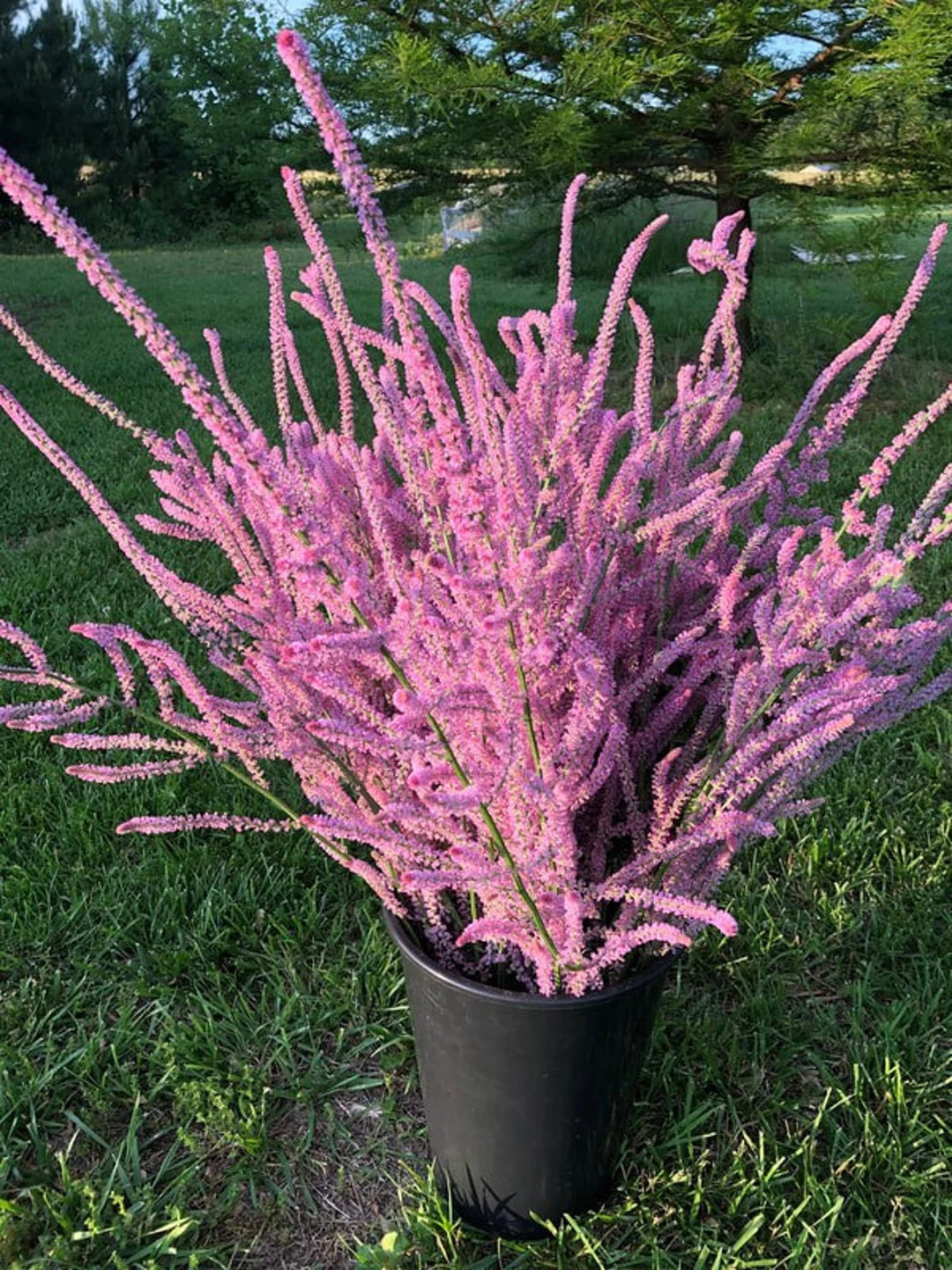 Limonium Suworowii Flower Seeds for Planting – Heirloom, Non-GMO, High Germination Garden Favorite