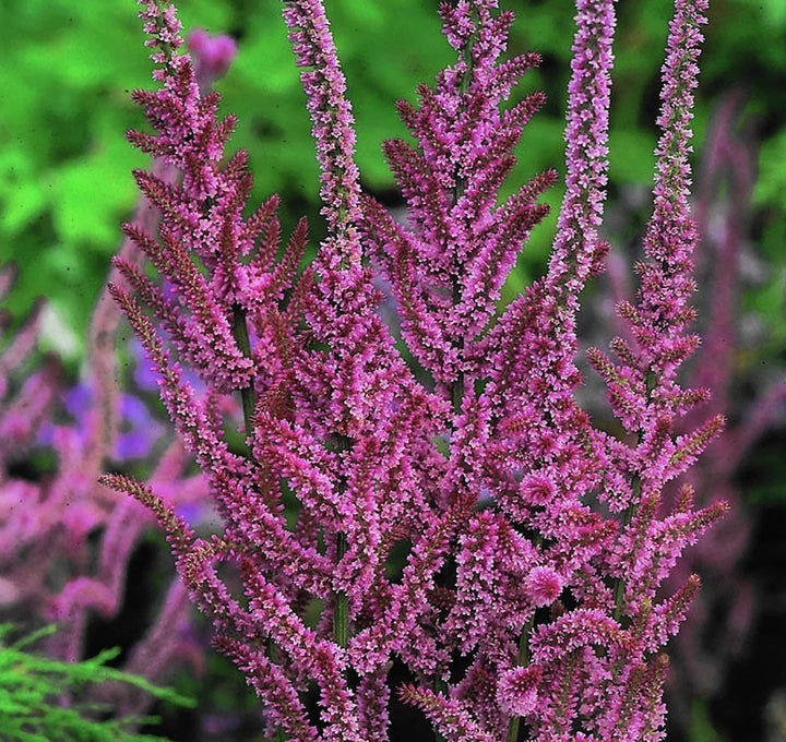 Limonium Suworowii Flower Seeds for Planting – Heirloom, Non-GMO, High Germination Garden Favorite