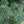 Absinthe Wormwood Herb Seeds for Planting – Heirloom, Non-GMO, Organic Garden Seeds with High Germination Rate