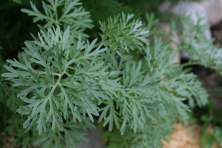 Absinthe Wormwood Herb Seeds for Planting – Heirloom, Non-GMO, Organic Garden Seeds with High Germination Rate