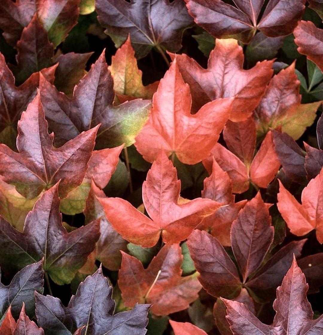 Flower Seeds, Seeds,Seeds For Planting,Plant Seeds