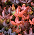 Boston Ivy Vine Parthenocissus Tricuspidata Seeds for Planting – Heirloom, Non-GMO, High Germination Organic Garden Seeds