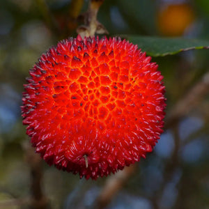 Fruit Seeds,Garden seeds, Seeds For Planting,Plant Seeds