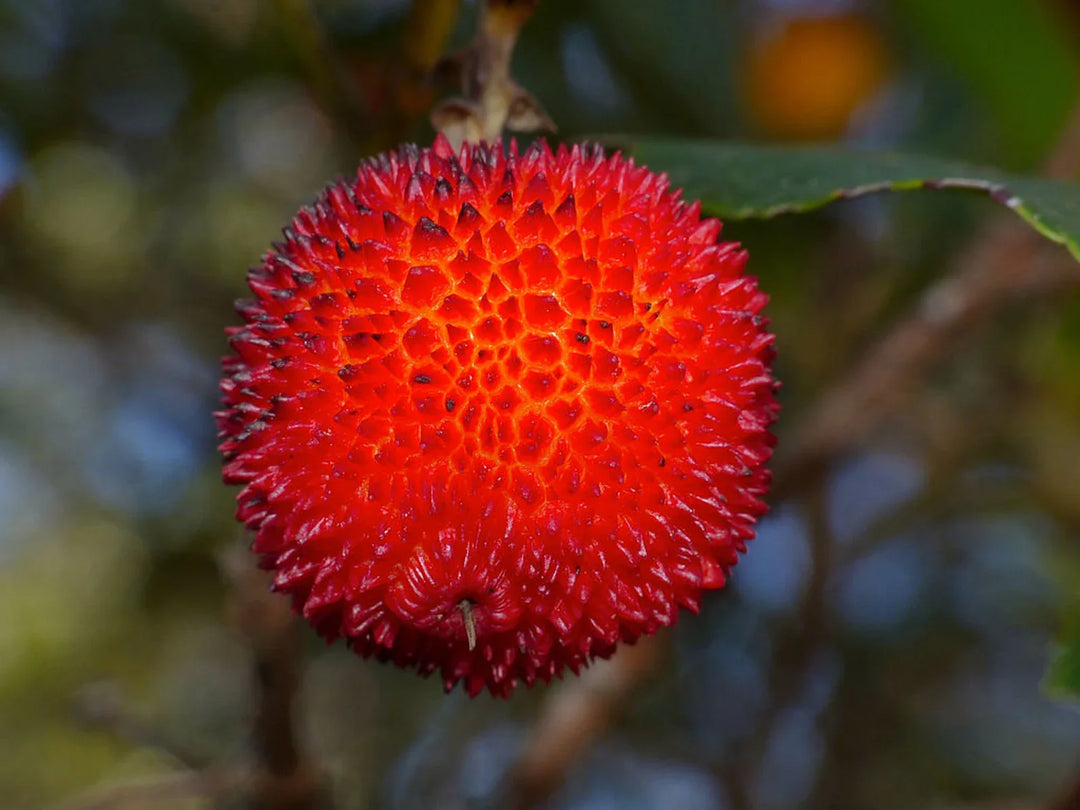 Fruit Seeds,Garden seeds, Seeds For Planting,Plant Seeds