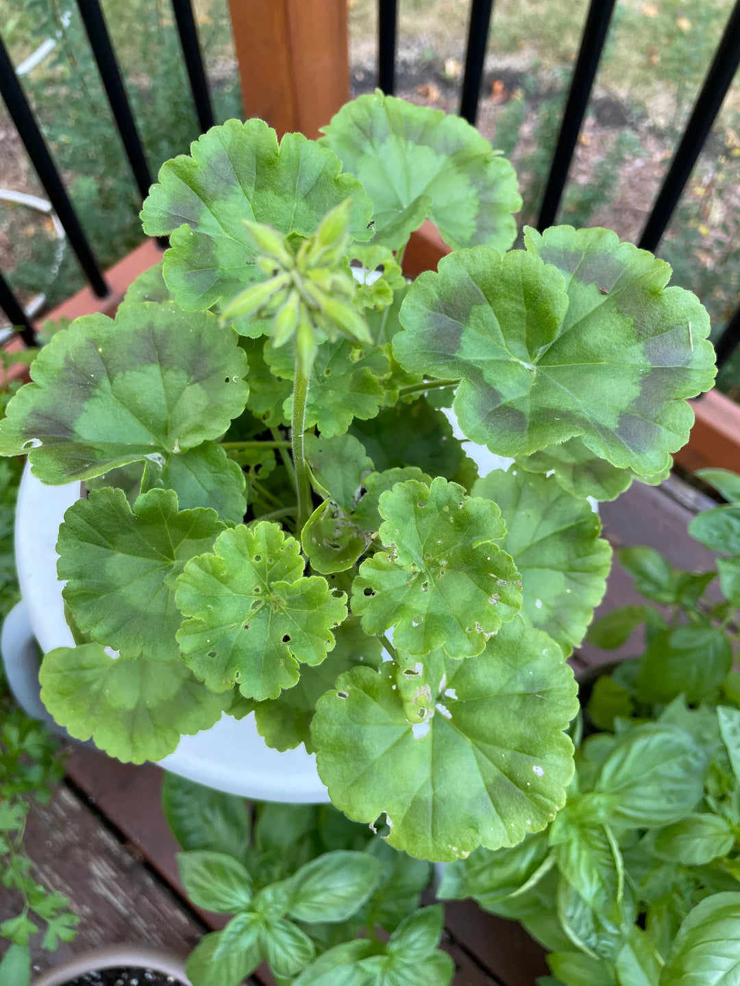 Flower Seeds, Seeds,Seeds For Planting,Plant Seeds