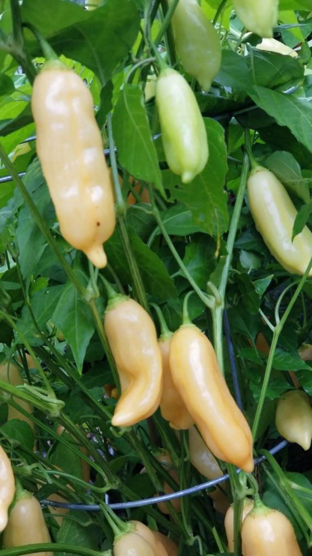 Sugar Rush Peach Pepper Seeds for Planting – Heirloom, Non-GMO, Sweet Hot Chili – High Germination
