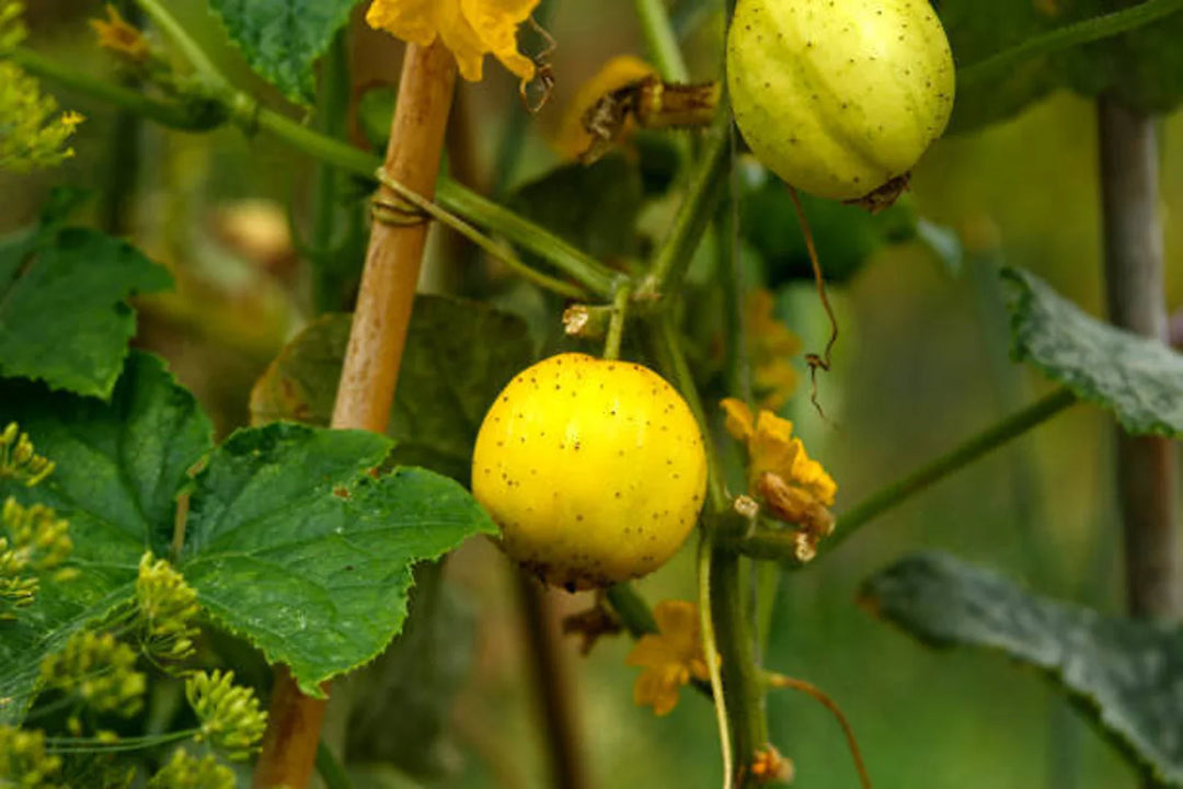 Fruit Seeds,Garden seeds, Seeds For Planting,Plant Seeds