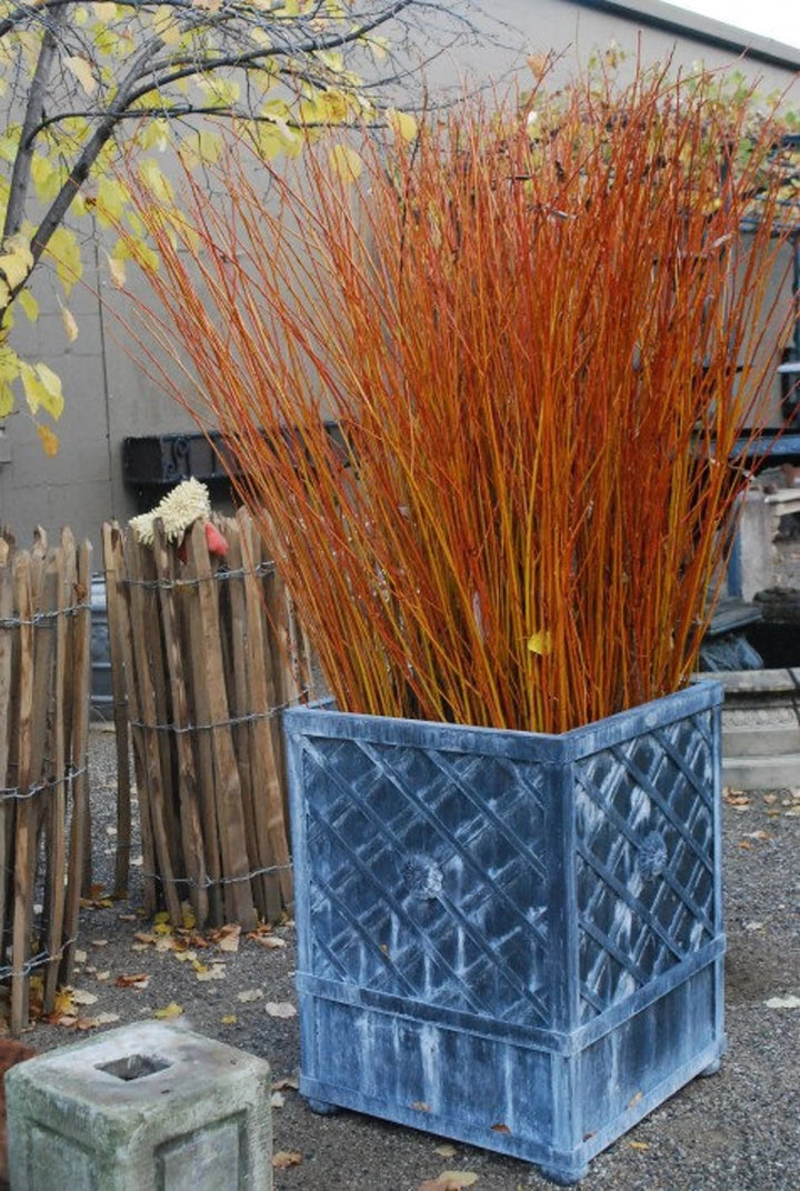 Flame Willow Flower Seeds for Planting – Shade Tolerant Heirloom Non-GMO, High Germination Organic Garden Seeds