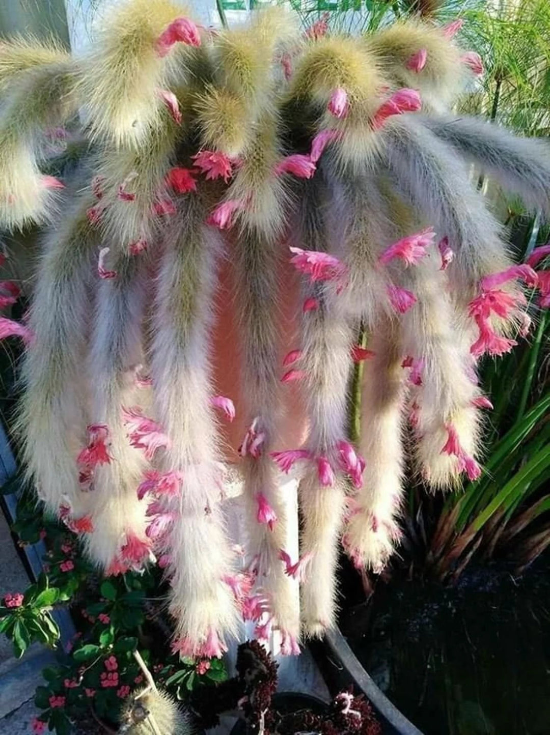 Hildewintera Colademononis – Monkey Tail Cactus Plant Seeds for Planting – Heirloom, Non-GMO, Organic