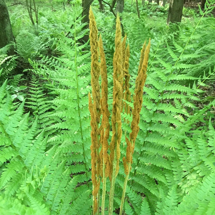 Cinnamon Fern Spores Flower Seeds for Planting – Heirloom Non-GMO Organic Garden Seeds