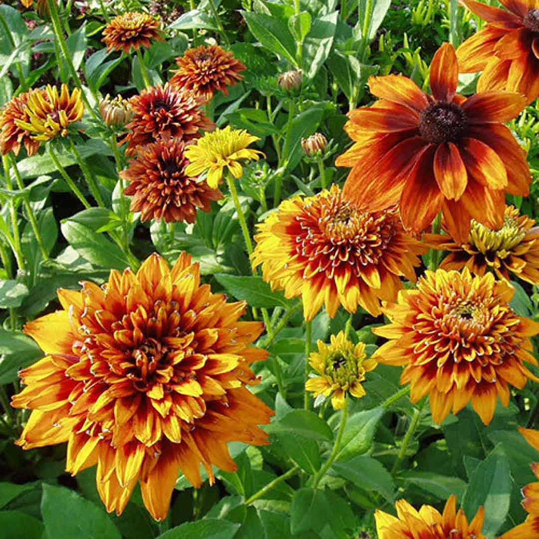 Black Eyed Susan Rudbeckia hirta ‘Cherokee Sunset’ Seeds – Non-GMO Flower Seeds for Garden Planting
