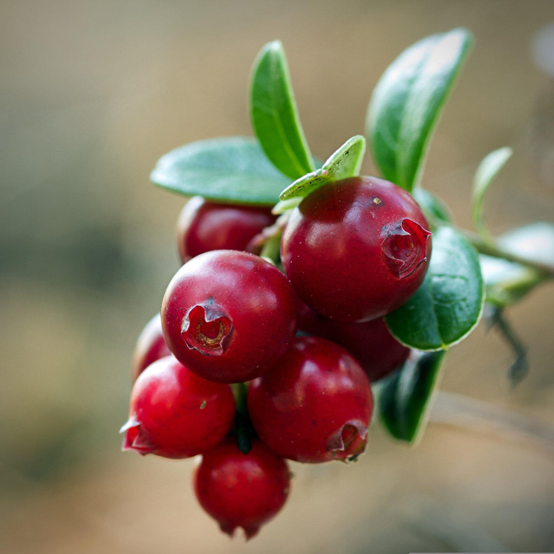 Fruit Seeds,Garden seeds, Seeds For Planting,Plant Seeds