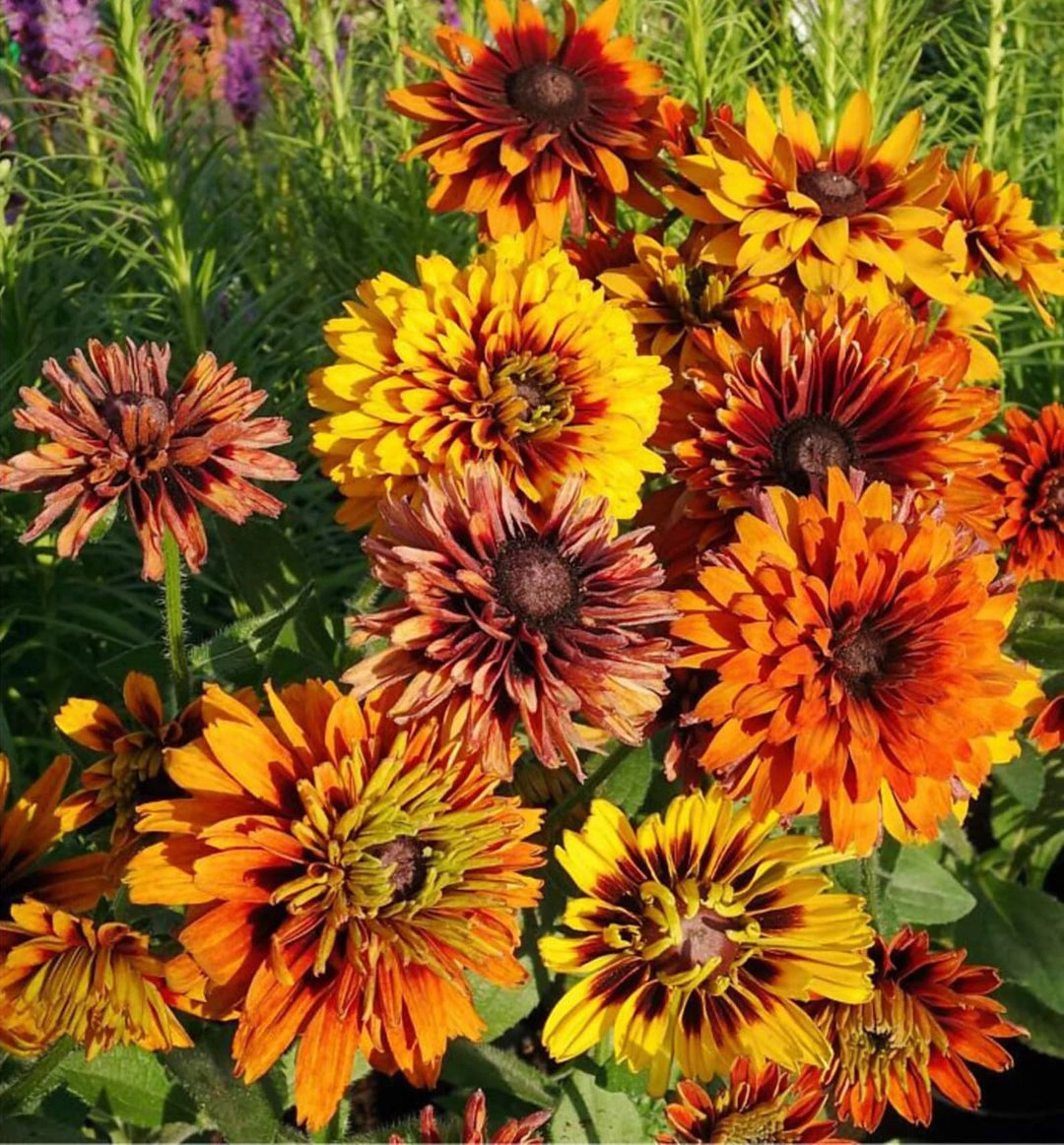 Black Eyed Susan Rudbeckia hirta ‘Cherokee Sunset’ Seeds – Non-GMO Flower Seeds for Garden Planting