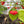 Aji Brazilian Starfish Pepper Seeds for Planting – Heirloom, Non-GMO, Unique Shaped Peppers – High Germination