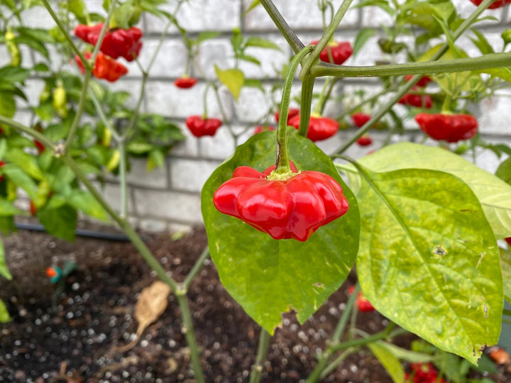 Aji Brazilian Starfish Pepper Seeds for Planting – Heirloom, Non-GMO, Unique Shaped Peppers – High Germination