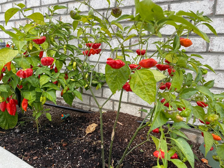 Aji Brazilian Starfish Pepper Seeds for Planting – Heirloom, Non-GMO, Unique Shaped Peppers – High Germination