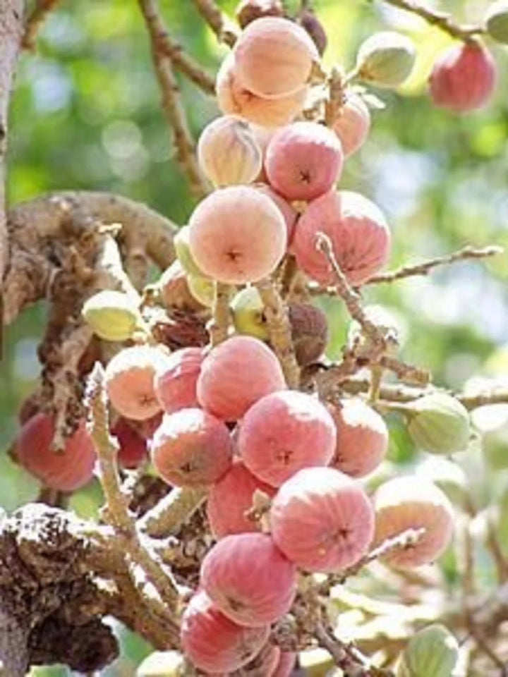 Fruit Seeds,Garden seeds, Seeds For Planting,Plant Seeds