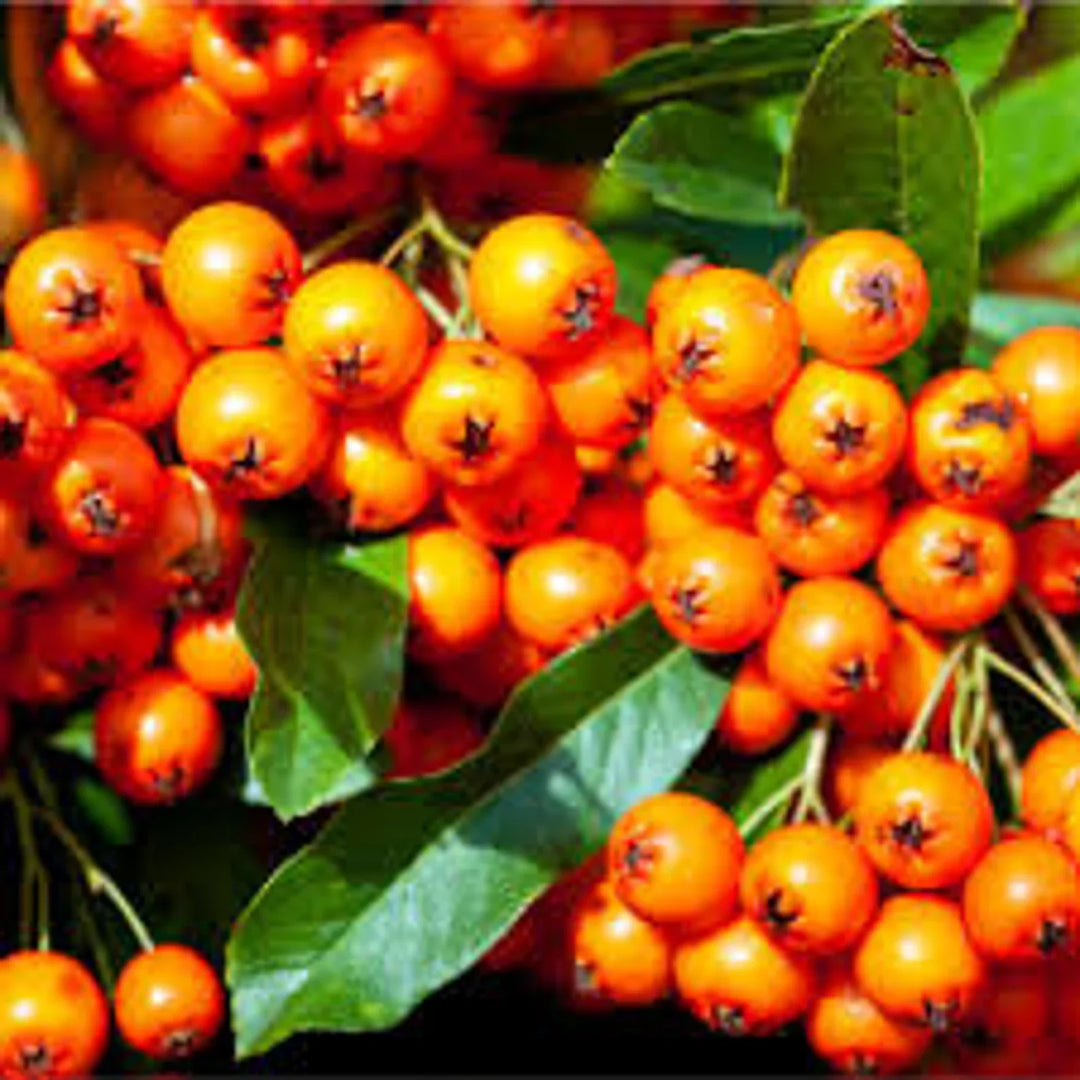Fruit Seeds,Garden seeds, Seeds For Planting,Plant Seeds