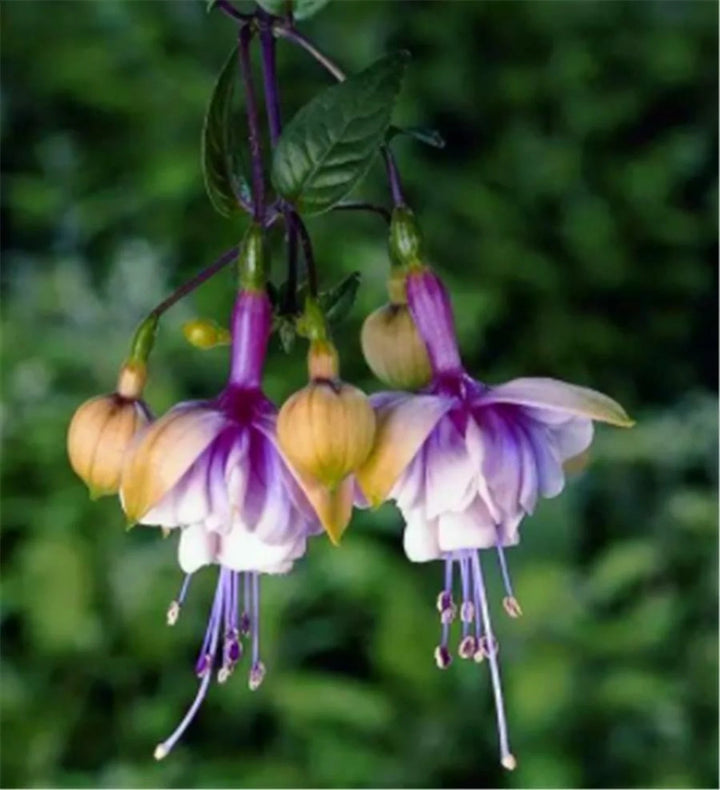 Purple Yellow Fuchsia Flower Seeds for Planting – Heirloom, Non-GMO, Easy to Grow, High Germination