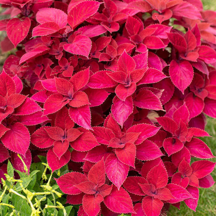 Red Coleus Flower Seeds for Planting – Sun Loving Heirloom Non-GMO, High Germination Organic Garden Seeds