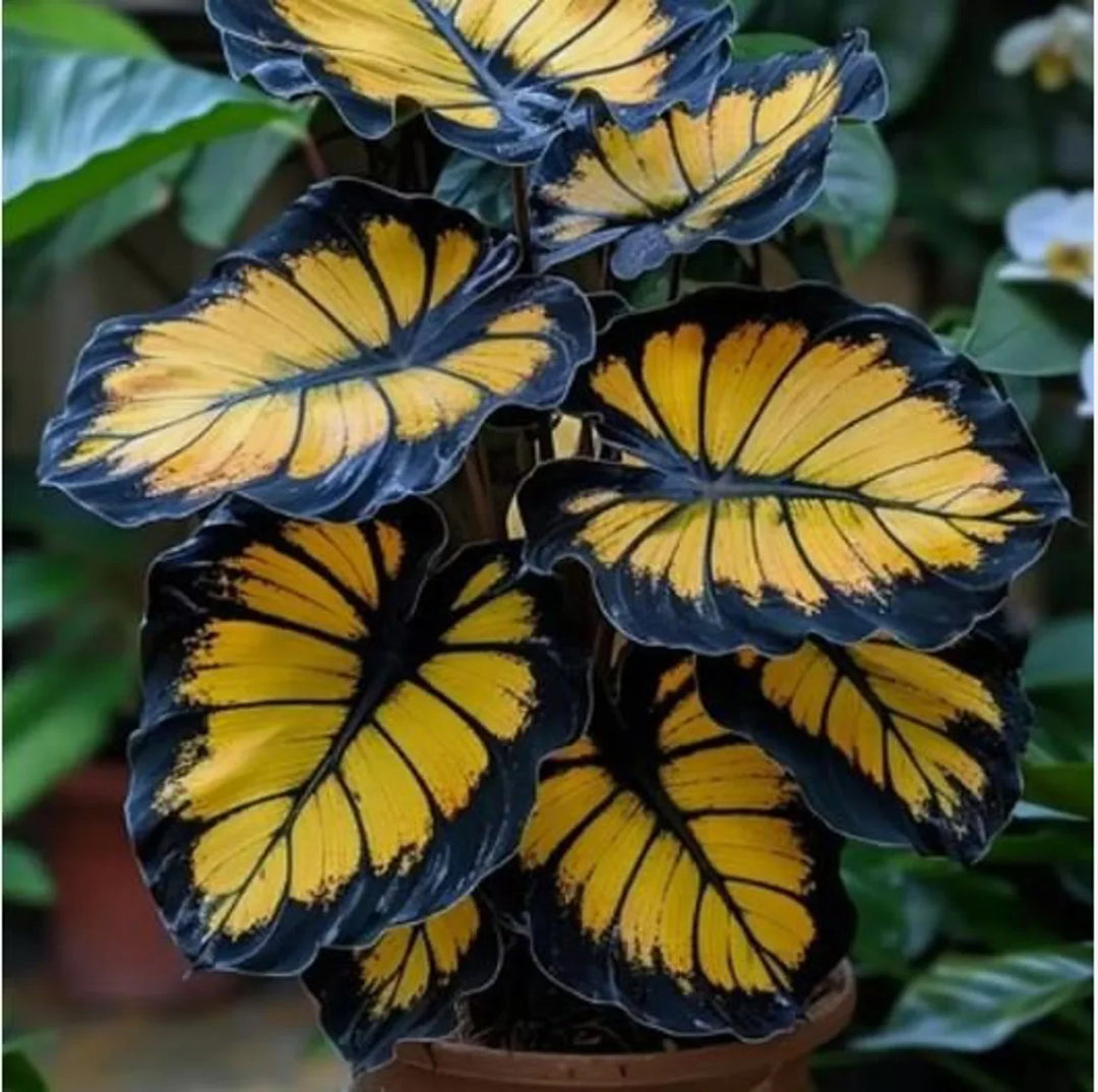 Flower Seeds, Seeds,Seeds For Planting,Plant Seeds