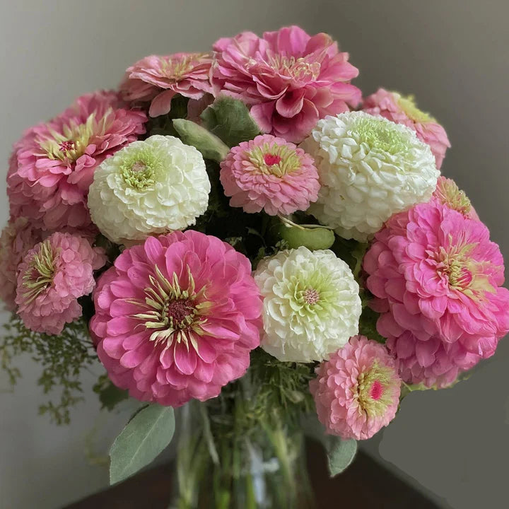 Pastel Mix Zinnia Flower Seeds for Planting – Heirloom, Non-GMO, Long Bloom Organic Garden Seeds