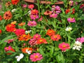 Single Petal Zinnia Mix Flower Seeds for Planting – Heirloom, Non-GMO, High Germination Garden Seeds