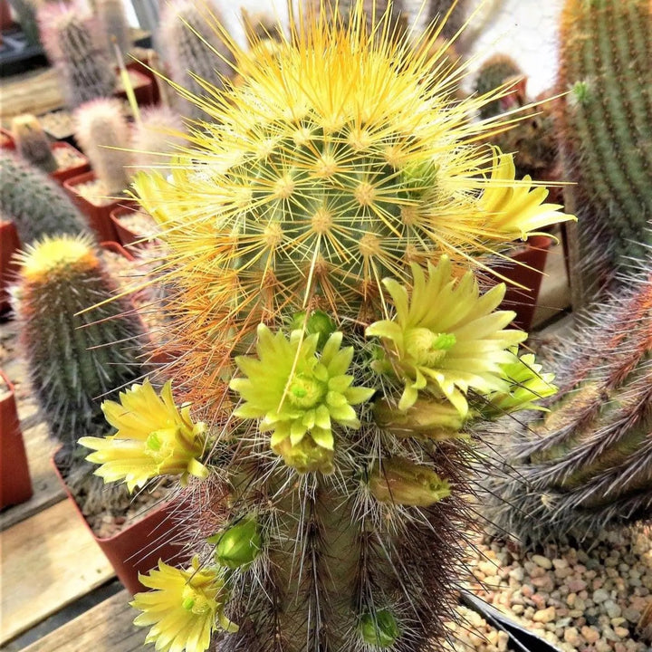 Green Echinocereus Flower Seeds for Planting – Heirloom & Non-GMO Garden Seeds